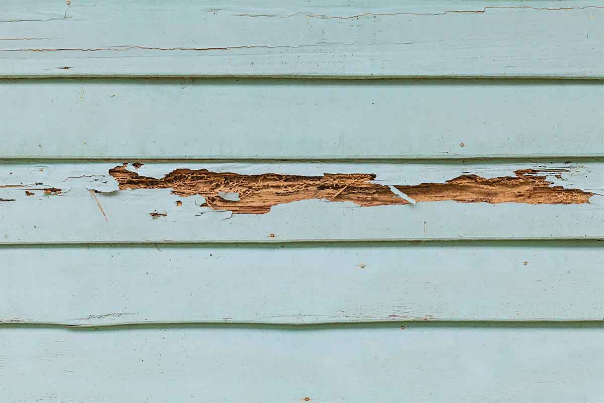 How to Care for Wood Siding Best Pick Reports